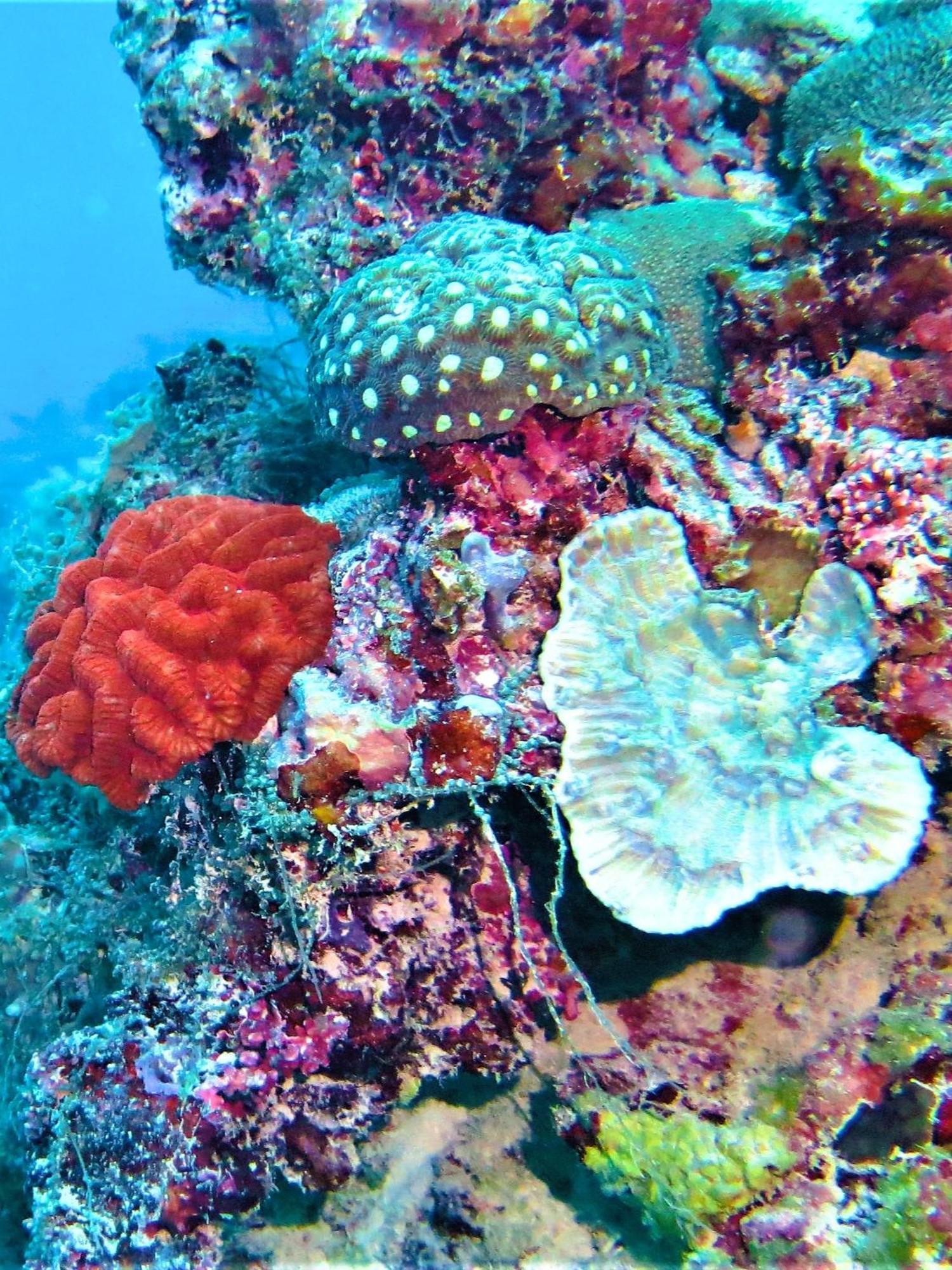 The Fulhadhoo Beach Cottage ภายนอก รูปภาพ